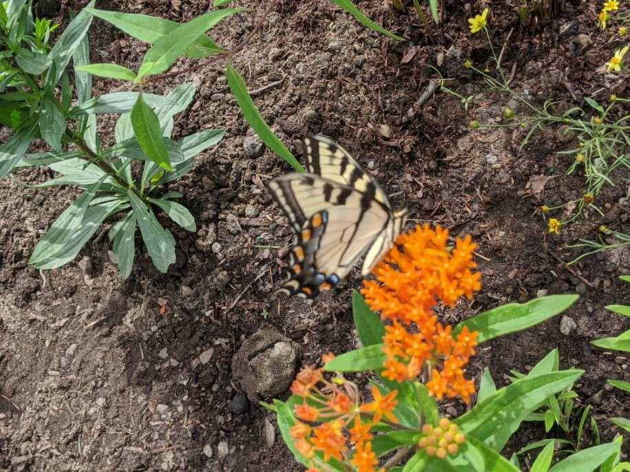 butterfly-garden-at-ou-dover (2)