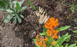 butterfly garden