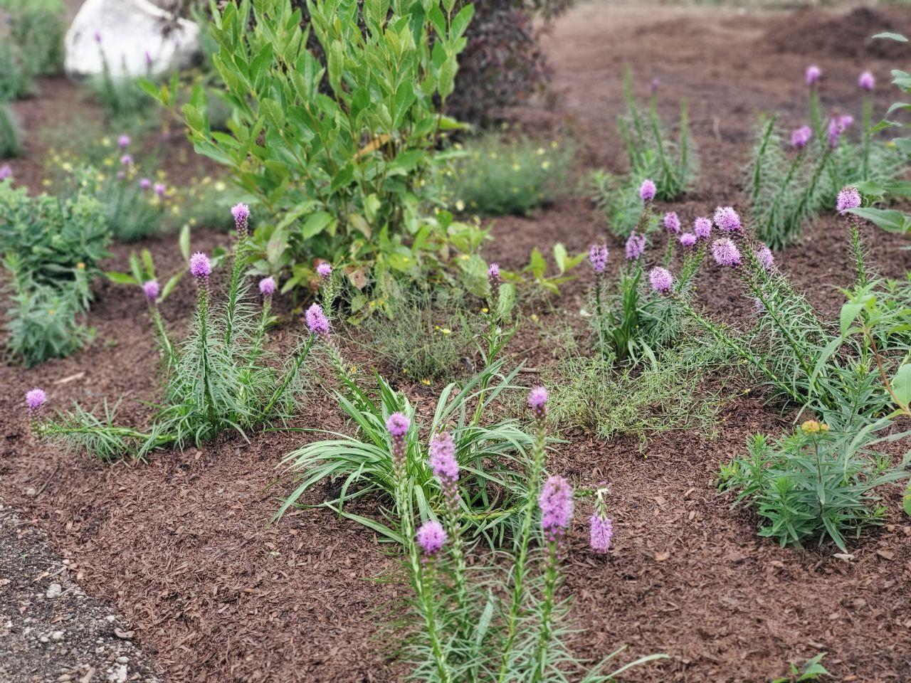 ou-dover-butterfly-garden