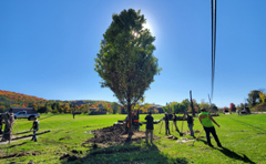 large maples planting