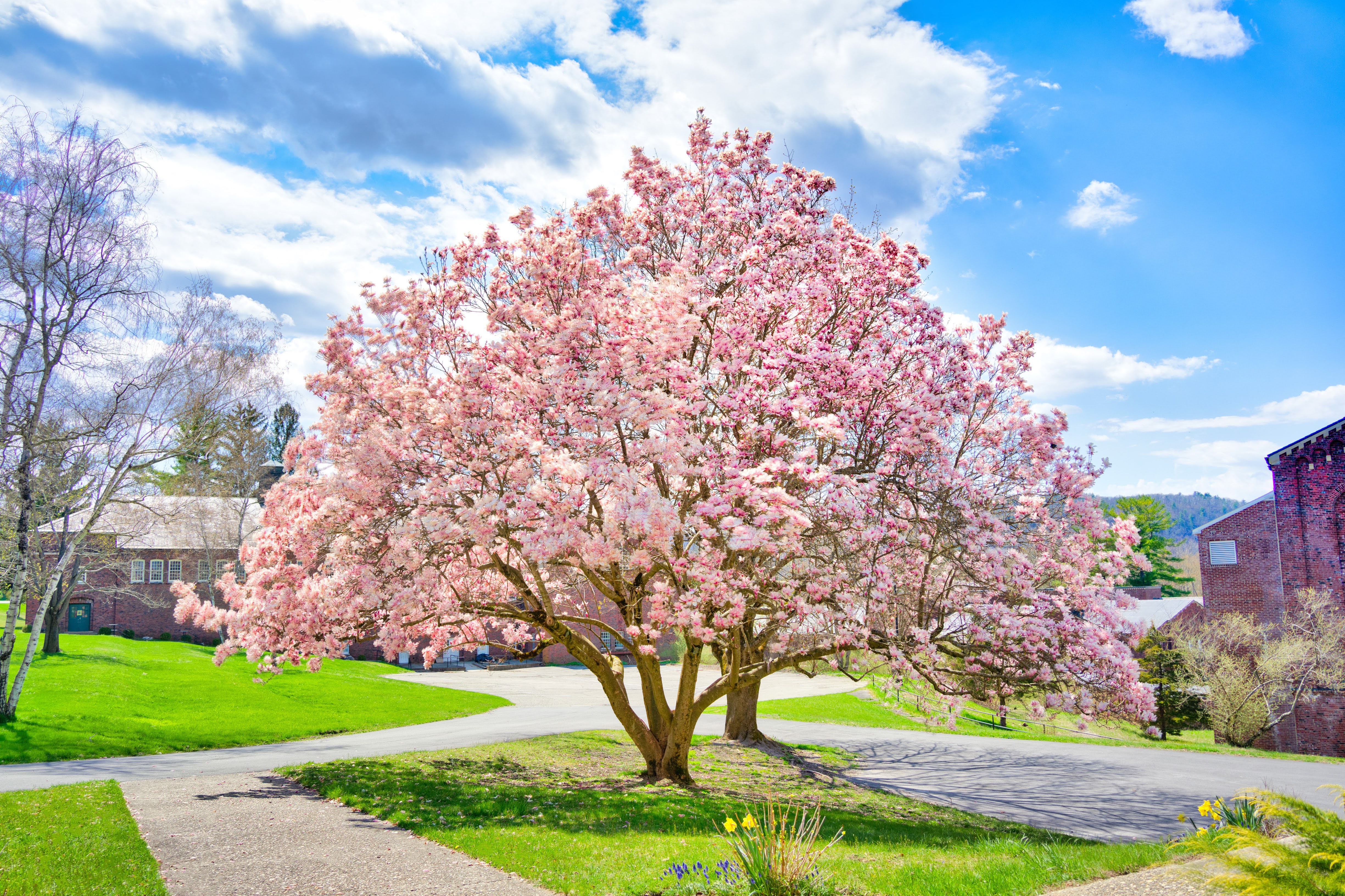 11 2024-04-15 Magnolia Flower1